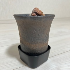 オトンナ　カカリオイデスの画像