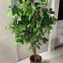 フェイクグリーン 人工観葉植物　ベンジャミンの画像