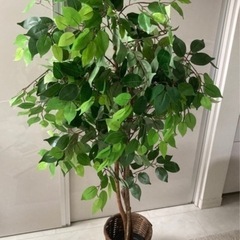 フェイクグリーン 人工観葉植物　ベンジャミンの画像