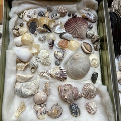 貝類標本集と貝殻いろいろの画像