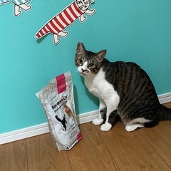 甘えん坊に大変身‼️タっくん&ヒロくんの仲良し兄弟🐱💕