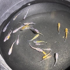 ミックスメダカの画像