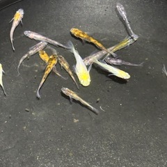 ミックスメダカの画像