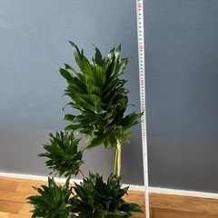 ドラセナコンパクターの画像