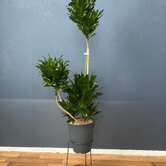 ドラセナコンパクターの画像