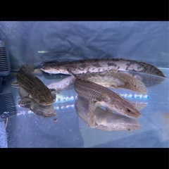 熱帯魚　エンドリケリー　/ラプラディの画像