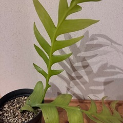 エピフィラム　クリソカルディウムの画像