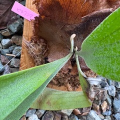 ビカクシダの画像