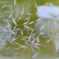 メダカいろいろ100匹の画像