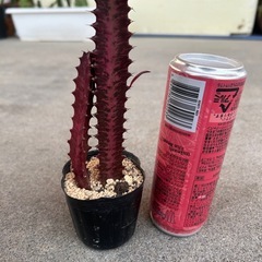 多肉植物
の画像