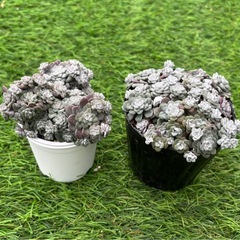 多肉植物　白雪ミセバヤ（ケープブランコ)の画像