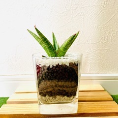 サンスベリア　ボンセレンシス　観葉植物　ハイドロカルチャーの画像