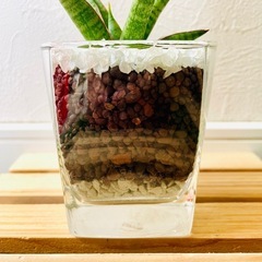 サンスベリア　ボンセレンシス　観葉植物　ハイドロカルチャーの画像