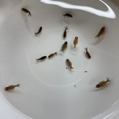 金魚 『超レア』五色（墨）ピンポンパール 稚魚　５匹 の画像