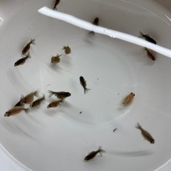 金魚 『超レア』五色（墨）ピンポンパール 稚魚　５匹 の画像