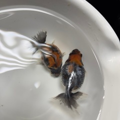 金魚 『超レア』五色（墨）ピンポンパール 稚魚　５匹 の画像