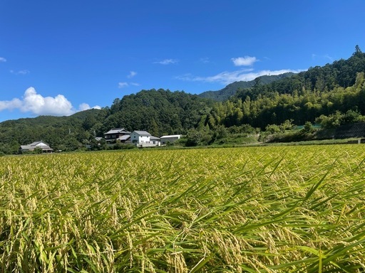 令和7年産もち米（玄米）30kg