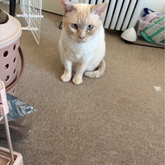 笹かま柄　ジル　