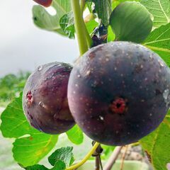 いちじく　ビオレソリエス　黒イチジク　苗木　№11の画像