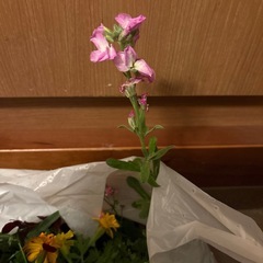 お花　苗8ポットの画像