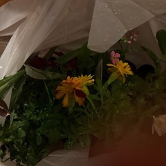 お花　苗8ポットの画像