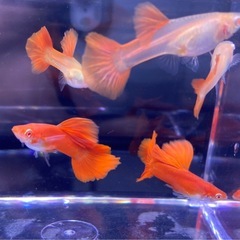 お渡し先決定🐟PREA フルレッド  1ペアの画像