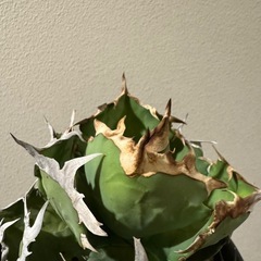 アガベ　チタノタ　クラブ【蟹】の画像