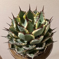 吉祥冠錦　観賞株　完成系の画像