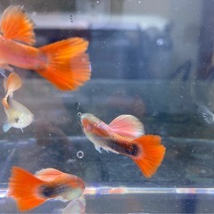 値下げ🐟国産ミックスグッピー1ペアの画像