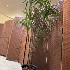 人工観葉植物の画像