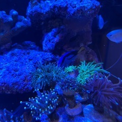 ハナサンゴ　サンゴ　海水の画像