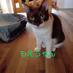 猫の里親譲渡会開催 - その他