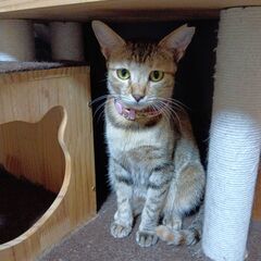 猫の里親譲渡会開催 − 大阪府