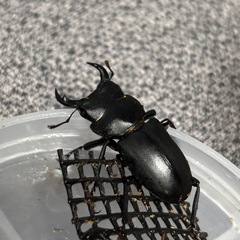 ヒメオオクワガタペアの画像