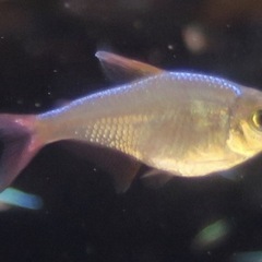 熱帯魚　カラシン　他の画像