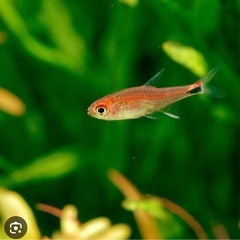 熱帯魚　カラシン　他の画像