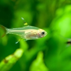 熱帯魚　カラシン　他の画像