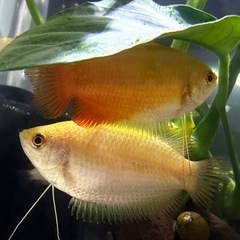 熱帯魚20匹②　ゴールデンハニードワーフグラミー稚魚　20匹の画像