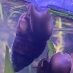 ヒメタニシの稚貝20匹の画像