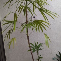 🪴棕櫚竹(シュロチク)観葉植物Hの画像