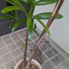 🪴棕櫚竹(シュロチク)観葉植物Hの画像