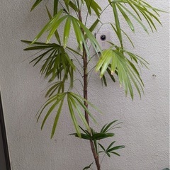 🪴棕櫚竹(シュロチク)観葉植物Hの画像