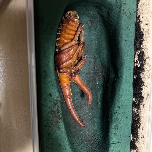値下げ中、カブトムシ、ヘラクレス蛹ペア (畑) 玉名のその他の中古 