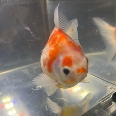 国産　上物　有名養魚場産　桜ピンポンパールミックス　１２cmくらい　金魚　観賞魚の画像