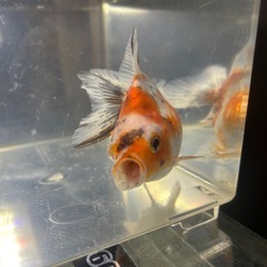 国産　上物　有名養魚場産　彩錦(キャリコ土佐金) １１cmくらい　金魚　観賞魚の画像