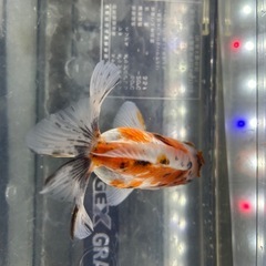 国産　上物　有名養魚場産　彩錦(キャリコ土佐金) １１cmくらい　金魚　観賞魚の画像