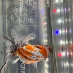 国産　上物　有名養魚場産　彩錦(キャリコ土佐金) １１cmくらい　金魚　観賞魚の画像