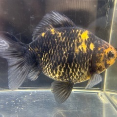 国産　上物　有名養魚場産　虎柄地金ミックス　１２cmくらい　金魚　観賞魚の画像