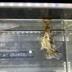 国産　上物　有名養魚場産　キャリコだるま琉金　白黒　１０cmくらい　金魚　観賞魚の画像