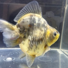 国産　上物　有名養魚場産　キャリコだるま琉金　白黒　１０cmくらい　金魚　観賞魚の画像